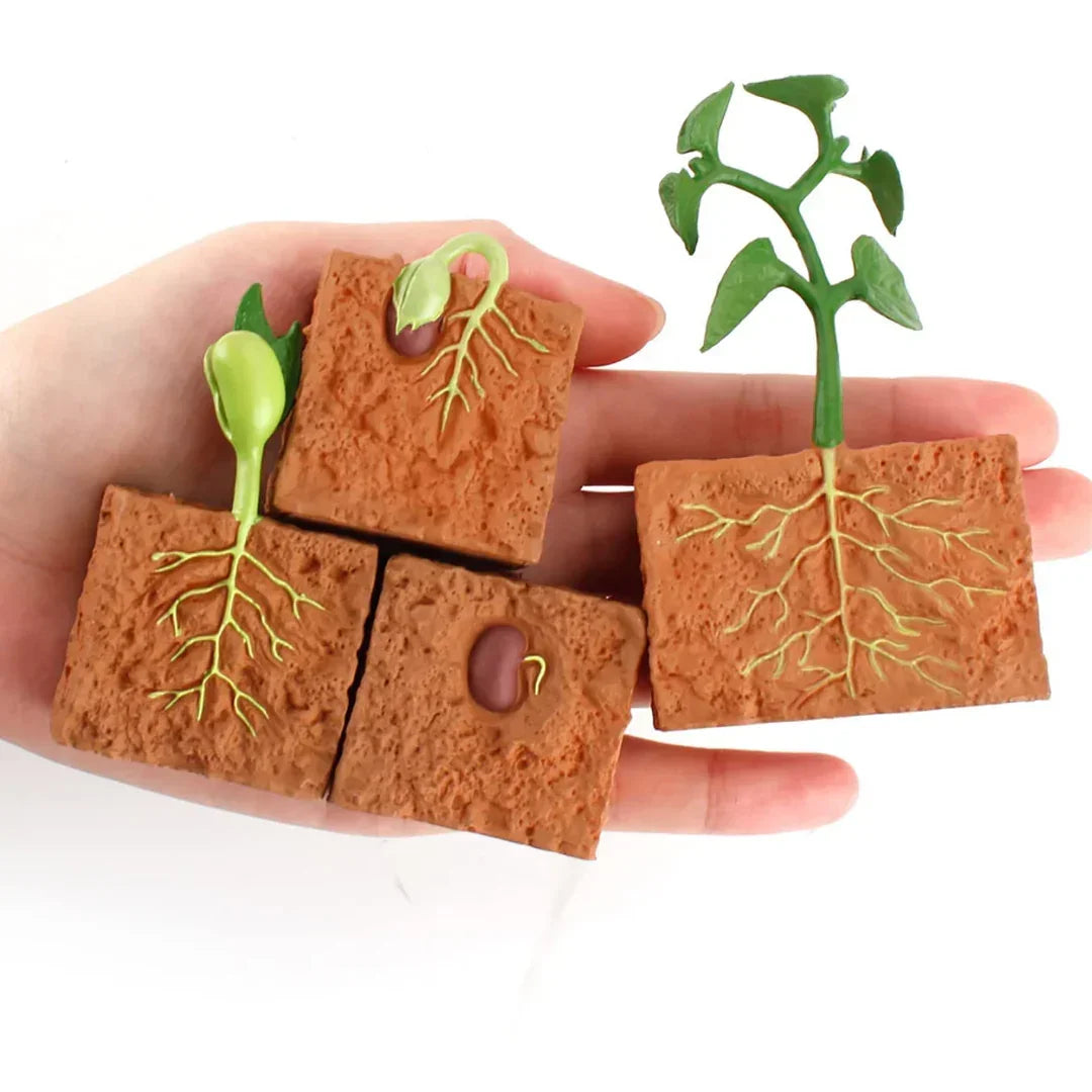 Plant Life Cycle Educational Toy Model Set – Seed to Plant Learning Kit for Kids | Montessori Science Teaching Aid