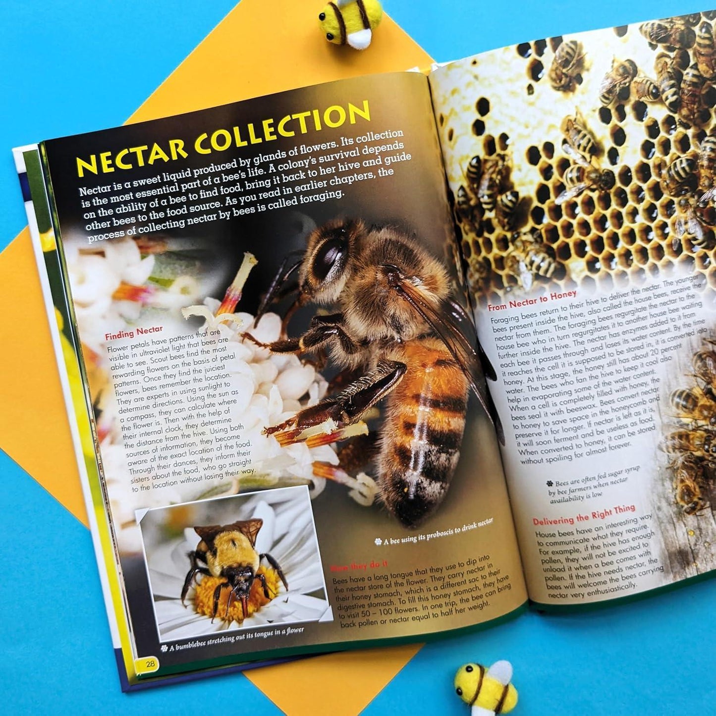 Wonders of Learning – Bees | Educational Paperback Book for Kids