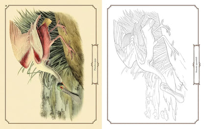 Audubon Birds Colouring Kit – 64-Page Book, 6 Frameable Prints & 10 Pencils - Jaiman Toys