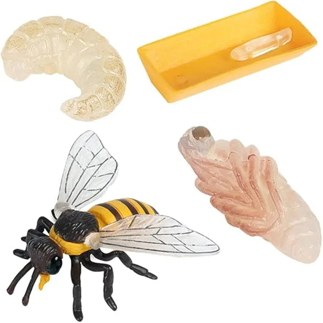 Bee Life Cycle Educational Toy Set – Larva, Pupa & Adult Bee Realistic Learning Model for Kids