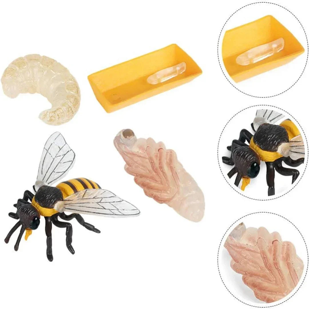 Bee Life Cycle Educational Toy Set – Larva, Pupa & Adult Bee Realistic Learning Model for Kids