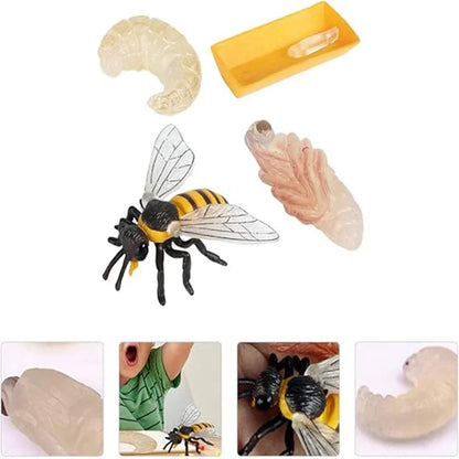 Bee Life Cycle Educational Toy Set – Larva, Pupa & Adult Bee Realistic Learning Model for Kids