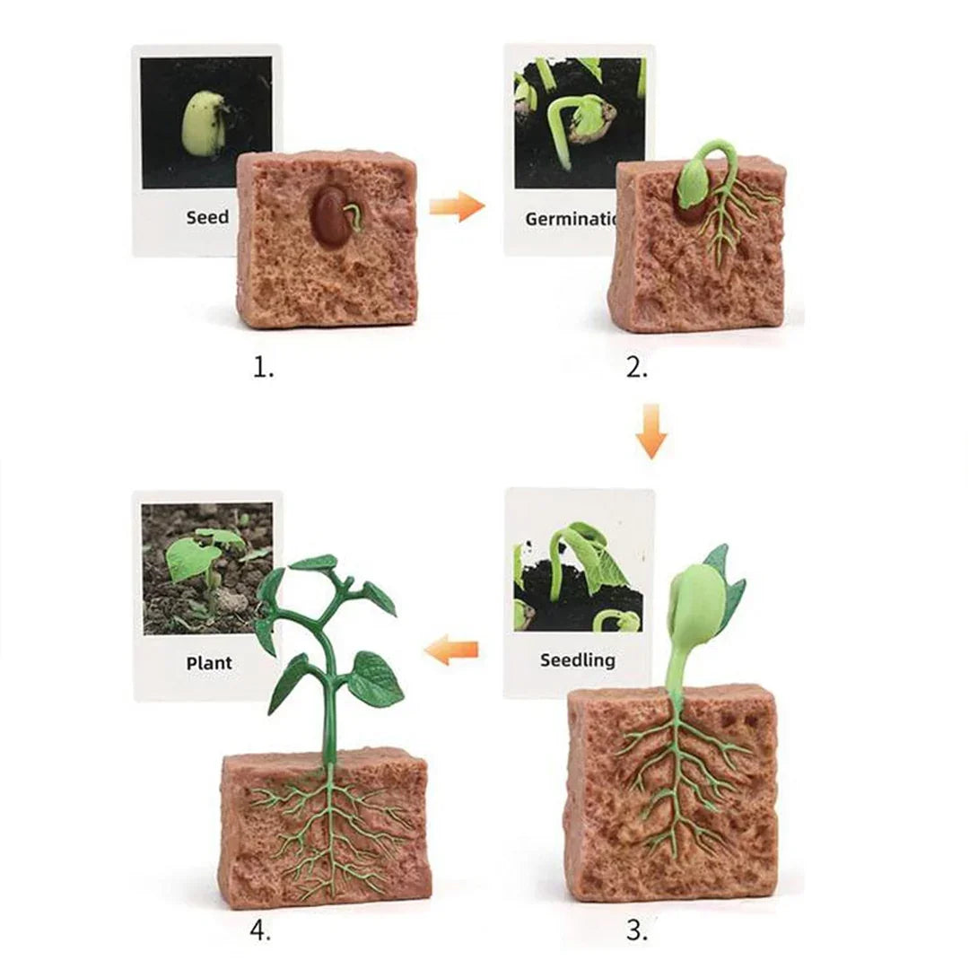 Plant Life Cycle Educational Toy Model Set – Seed to Plant Learning Kit for Kids | Montessori Science Teaching Aid