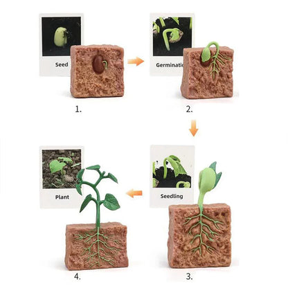 Plant Life Cycle Educational Toy Model Set – Seed to Plant Learning Kit for Kids | Montessori Science Teaching Aid