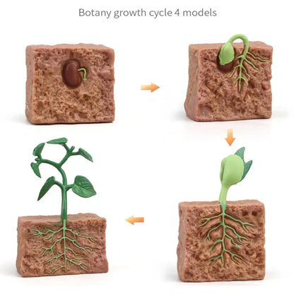 Plant Life Cycle Educational Toy Model Set – Seed to Plant Learning Kit for Kids | Montessori Science Teaching Aid