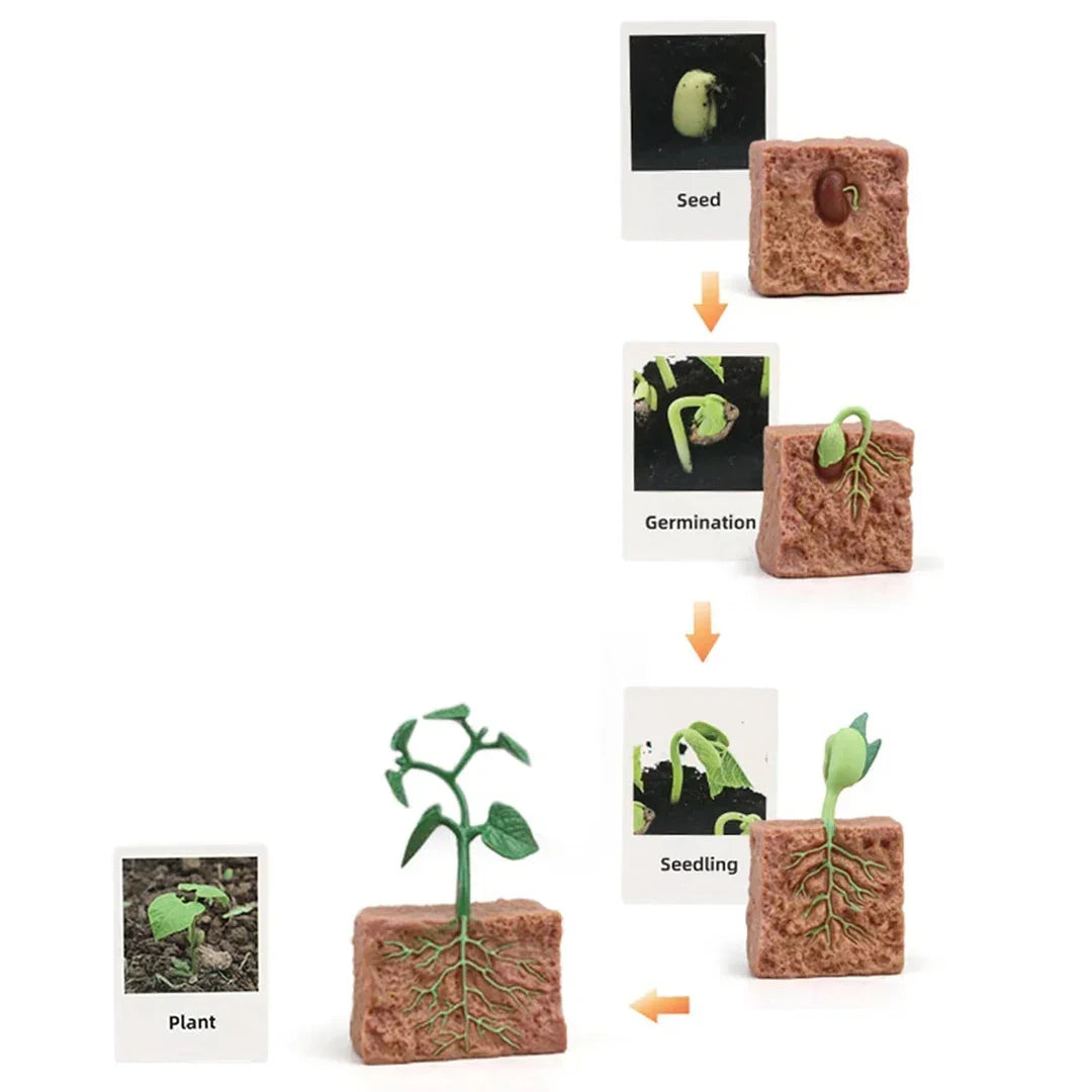 Plant Life Cycle Educational Toy Model Set – Seed to Plant Learning Kit for Kids | Montessori Science Teaching Aid
