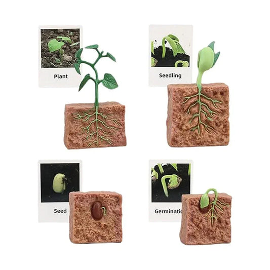 Plant Life Cycle Educational Toy Model Set – Seed to Plant Learning Kit for Kids | Montessori Science Teaching Aid