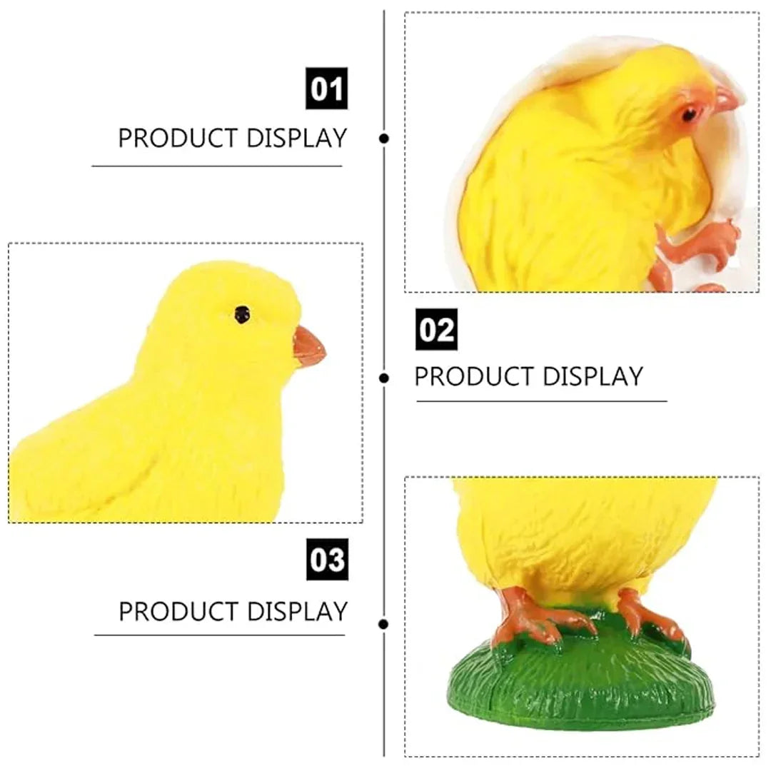 Chicken Life Cycle Educational Toy Set – Hen, Eggs & Chick Hatching Model for Kids Learning