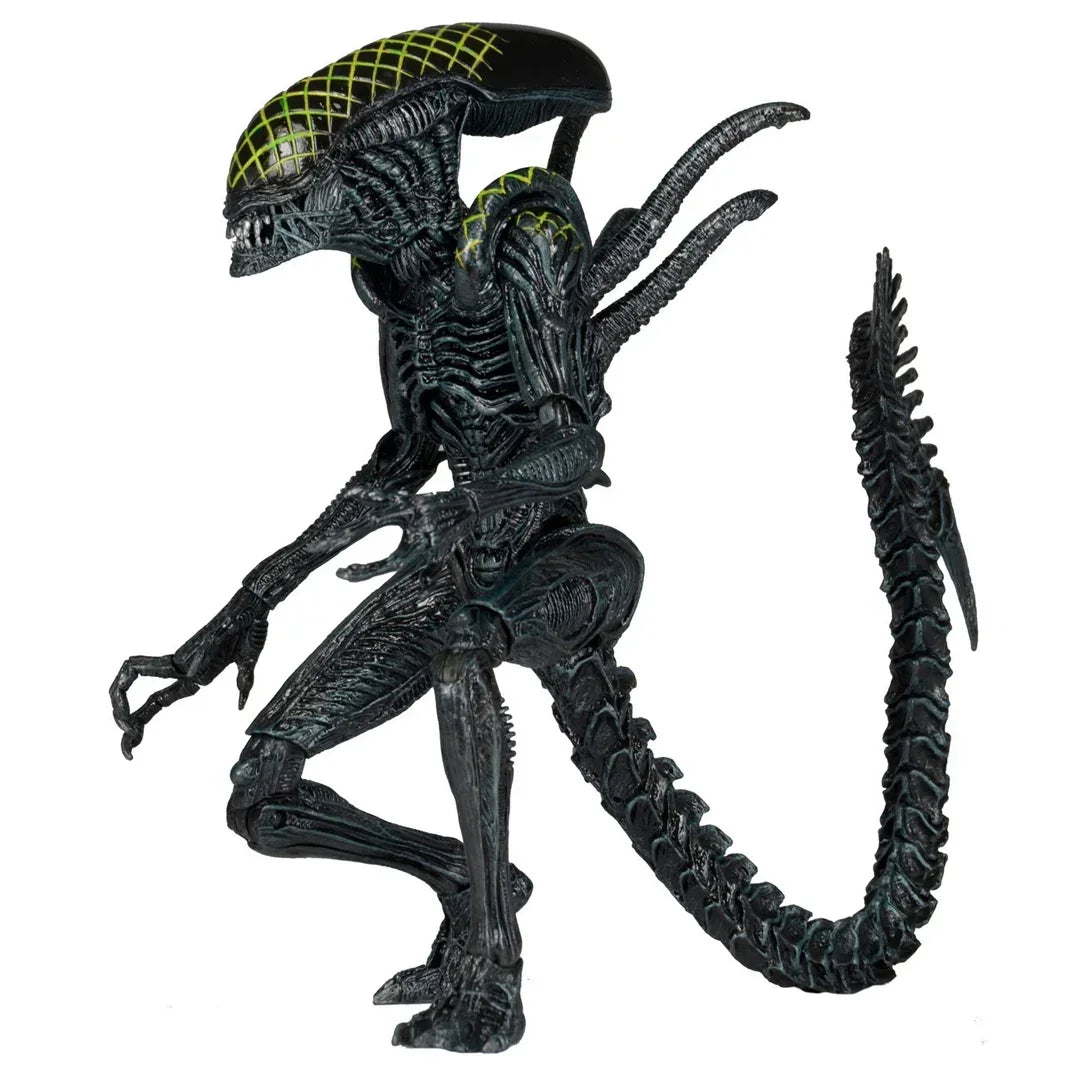 NECA Aliens Series 7 AvP Grid Xenomorph Action Figure (7" Scale) - Jaiman Toys